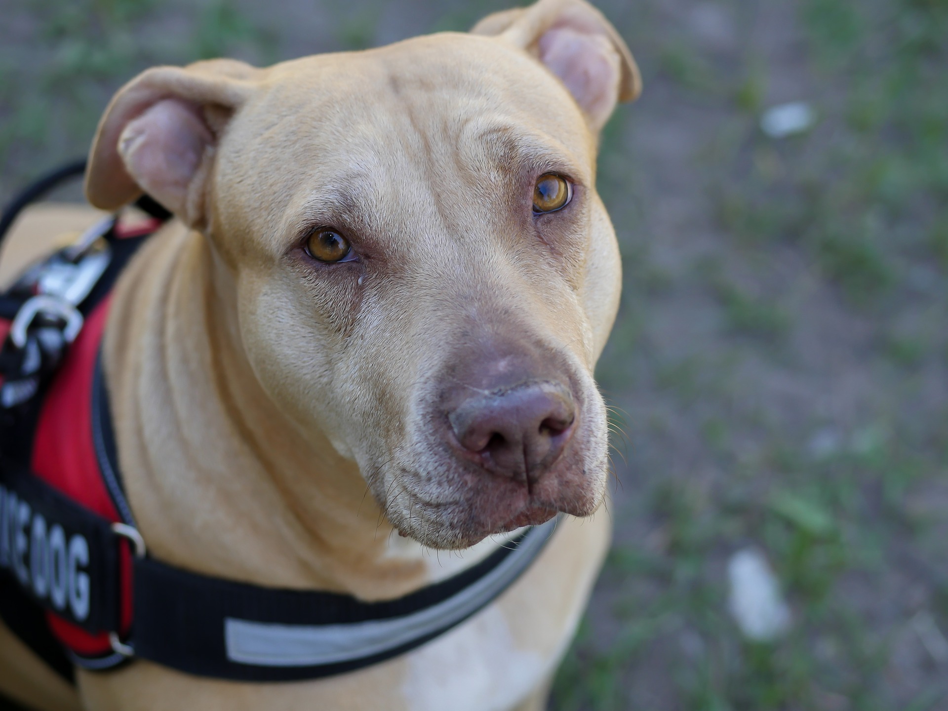 education required for animal breeder education required for animal breeder